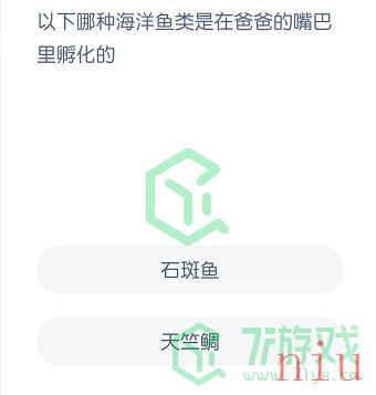 以下哪种海洋鱼类是在爸爸的嘴巴里孵化的