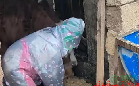 《抖音》小英家的牛梗含义出处介绍